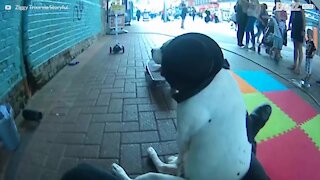 Hund på hjul: en bjeffende gal gateopptreden