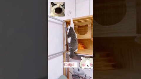 🐱Cutest Cats🐱Cat hanging on cabinet