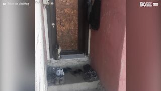 Gato educado bate na porta para entrar em casa