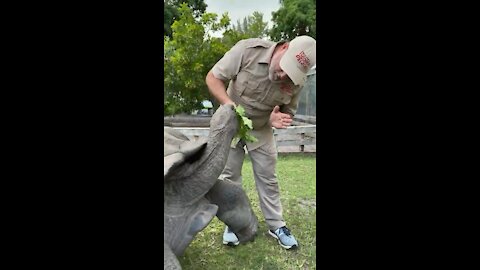 Giant Aldabra Tortoise High Five 🖐 🐢