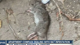 Apartment complex dealing with rat infestation