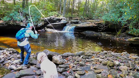 Creek Fishing for Beautiful Trout!! (Fall Trout Fishing)