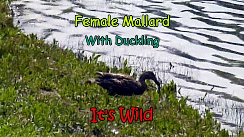 Female Mallard With Duckling