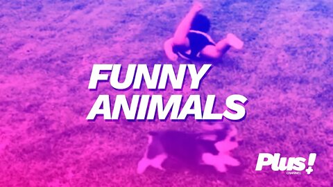 FUNNY ANIMALS! #01
