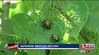 Japanese beetles return to Omaha