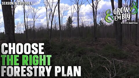 Create a Timber Management Plan for Better Deer Hunting
