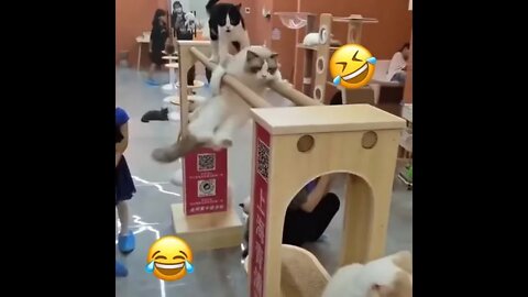 Viral Funny and Cute Cat Videos 😹| Merry Christmas 2022🎅