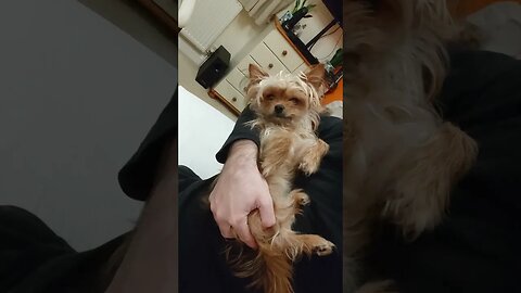 Yorkshire Terrier being held like a baby