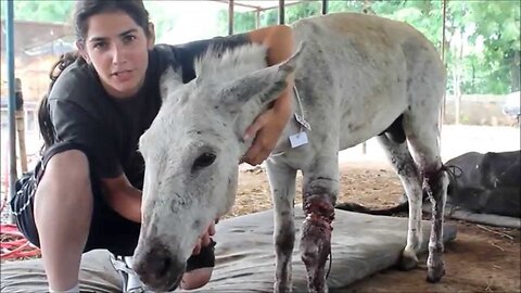 Abused Indian Donkey Rescued