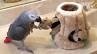 Parrot is very playful with a family of toy squirrels