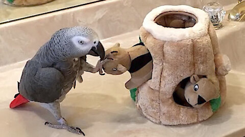 Parrot is very playful with a family of toy squirrels