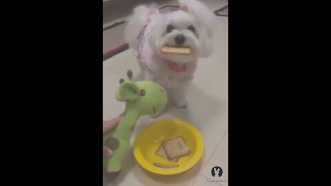 Food poisoned & reaction dog's at it , funny dogs compilation on fake poisoned food