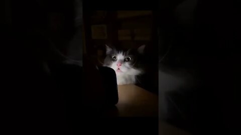 Cat videos shorts funny cat cats catlover