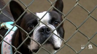 Tri-County Animal Rescue hoping for donations on Giving Tuesday