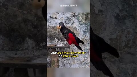 Meet the Dracula Parrot .