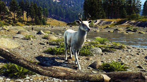 Hunting Shenanigans While Aging Albino Whitetail