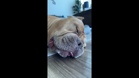 GIANT Pit Bull sticks tongue out & has craziest dreams! 🦁👅🥰