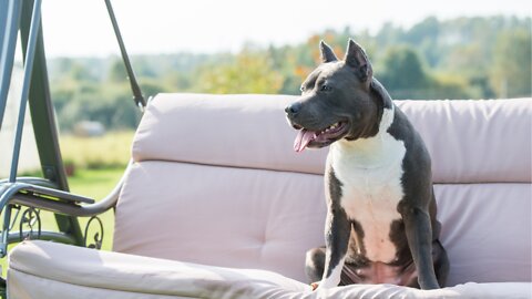 American Staffordshire Terrier Breed Review