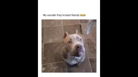 Dog funny videos 🤣 #animalvideo#dogfunny