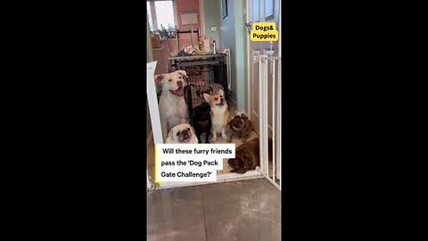 Pups Show Off Good Behavior in 'Dog Pack Gate Challenge’