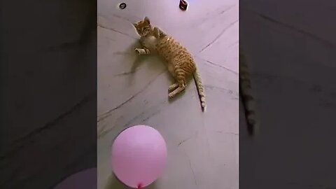 Kitten Playing With Balloons #shorts #trending #kitten #cute #funny #cat #shortvideo #cats
