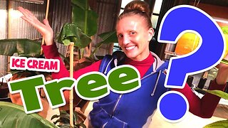 WHY Jenny is SUPER EXCITED About Her NEW ICE CREAM Banana Tree! 🍨🍌🌱