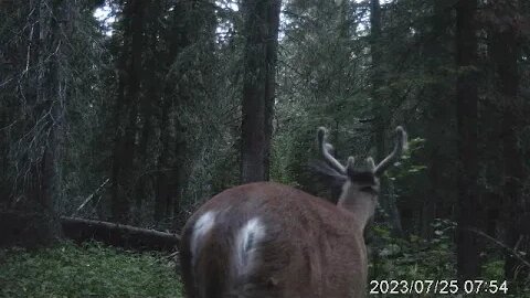 Trail Cam July Aug 2023