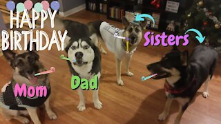 Dogs From The Same Litter Reunite For Dogs 2nd Birthday | Pupcakes, Presents and Gift Bags