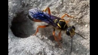 Great Golden Digger Wasp