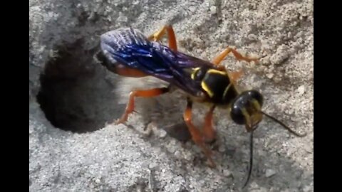 Great Golden Digger Wasp