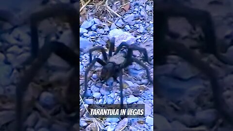 Tarantula in Vegas #shorts