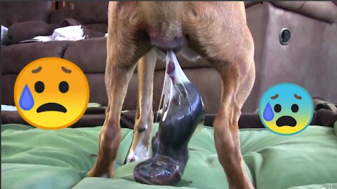 Mama Dog giving birth to baby puppy | dog lover | cute puppies