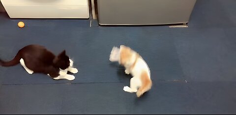 Cat vs cat fight 😂😂 #catvideo #viral