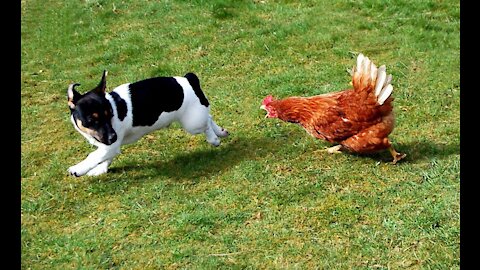 Chicken VS Dog Fight - Funny Dog Fight Compilation