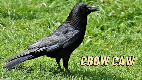 Bird Crow Feeding Sounds Effect | Crow Caw Sound By Kingdom Of Awais