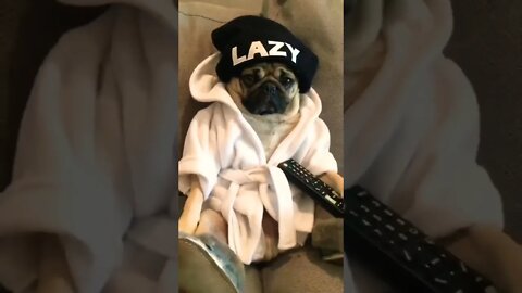 Lazy Days =My life 😂🐾 #pugs #puglife #Pugdoge #dogsoftwitter #dogs #puppy