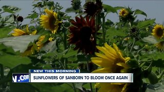 Sunflowers of Sanborn will bloom again