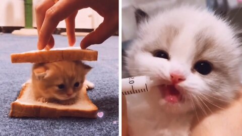 How to eat cat 😂
