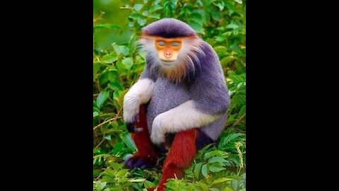 TOP 10 most beautiful monkeys in the world Cute manky