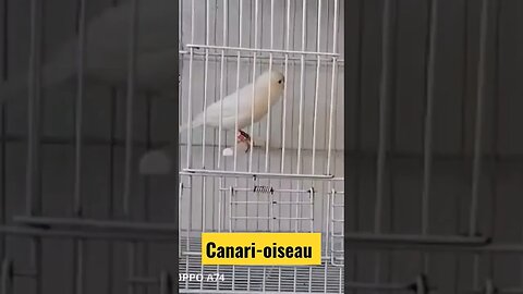 Canari-oiseau