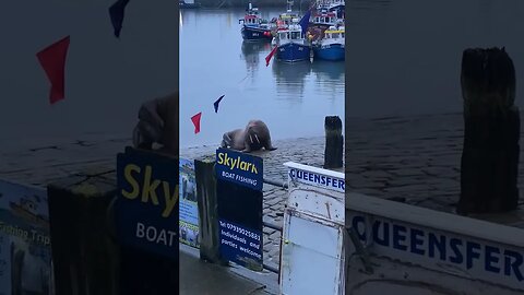 Walrus Named ‘Thor’ Ruins New Year CelebrationsThe arrival of a huge walrus in the British port town