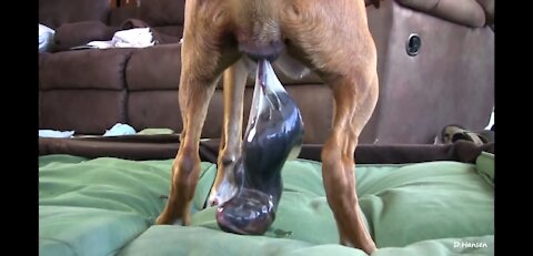 Dog Has Amazing Birth While Standing ☺️
