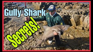 HOW TO: make A SPOTTED GULLY SHARK TRACE! COMPREHENSIVE OVERVIEW! Shark TRACE DEMO!
