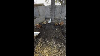 Harvesting compost