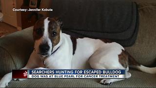 Searchers hunting for escaped bulldog