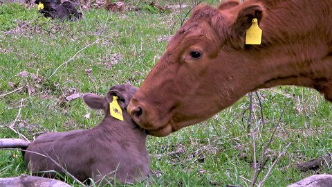 Mother cow lovingly urges calf to get up for a drink