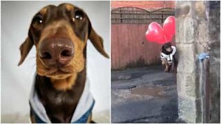 Cane spicca il volo con dei palloncini come in 'Up'