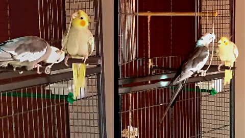 Funny cockatiels playing with a plastic worm. Just for laugh!