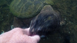 Man lets snapping turtle bite him to dispel myth