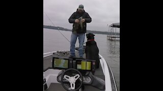 smallmouth bass double on topwater...Wilson Lake, Alabama